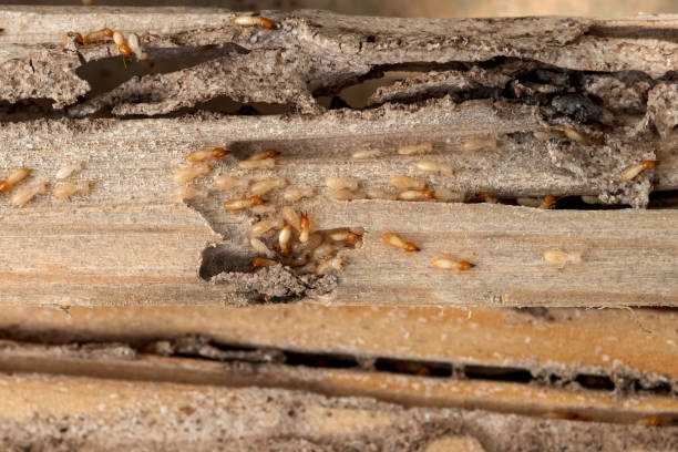 Best Pest Control for Restaurants  in Bondurant, IA