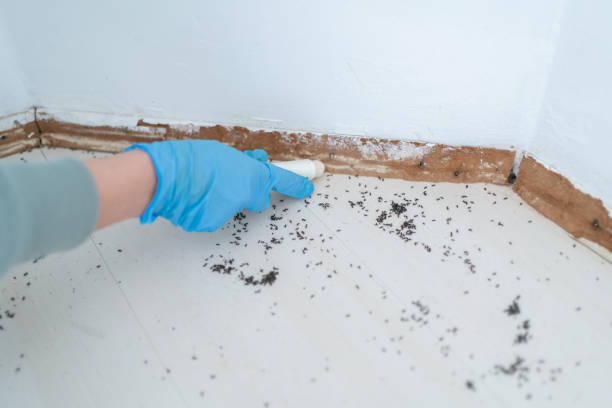 Pest Prevention Services in Bondurant, IA